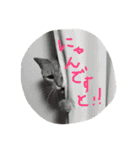 にゃん吉のにゃーちゃん（個別スタンプ：4）