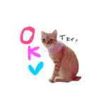 にゃん吉のにゃーちゃん（個別スタンプ：13）