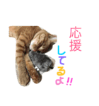 にゃん吉のにゃーちゃん（個別スタンプ：17）