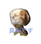 にわにわにわとり（個別スタンプ：4）