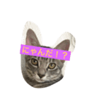 にゃん本家の日常（個別スタンプ：1）
