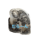にゃん本家の日常（個別スタンプ：3）