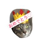 にゃん本家の日常（個別スタンプ：7）