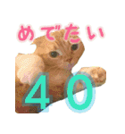 きなことあんこ4（個別スタンプ：1）