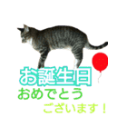 きなことあんこ4（個別スタンプ：2）
