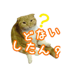 きなことあんこ4（個別スタンプ：6）