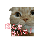 きなことあんこ4（個別スタンプ：9）