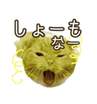 きなことあんこ4（個別スタンプ：11）