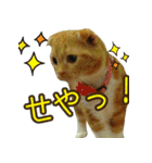 きなことあんこ4（個別スタンプ：12）