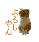 きなことあんこ4（個別スタンプ：13）