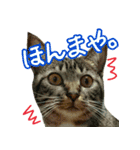 きなことあんこ4（個別スタンプ：15）