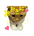 きなことあんこ4（個別スタンプ：16）