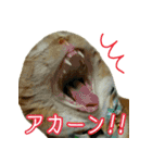 きなことあんこ4（個別スタンプ：17）