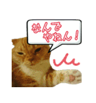 きなことあんこ4（個別スタンプ：20）