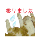 きなことあんこ4（個別スタンプ：23）