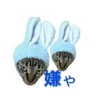 きなことあんこ4（個別スタンプ：26）