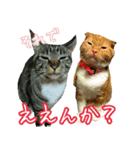 きなことあんこ4（個別スタンプ：28）