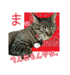 きなことあんこ4（個別スタンプ：31）