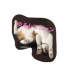 ラムミルちゃん猫スタンプ（個別スタンプ：5）