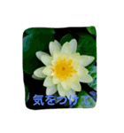 ボタニカルdays（個別スタンプ：4）