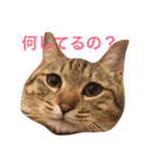 チビ太君のスタンプ（個別スタンプ：1）