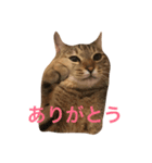 チビ太君のスタンプ（個別スタンプ：3）