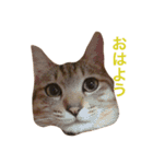 チビ太君のスタンプ（個別スタンプ：5）
