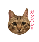 チビ太君のスタンプ（個別スタンプ：15）