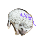 ハリネズミのちぃ 2（個別スタンプ：3）