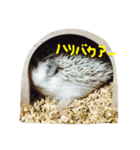 ハリネズミのちぃ 2（個別スタンプ：4）