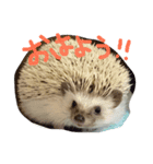 ハリネズミのちぃ 2（個別スタンプ：5）
