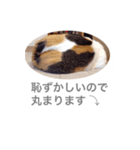 みけこさん（個別スタンプ：4）
