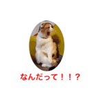 みけこさん（個別スタンプ：6）