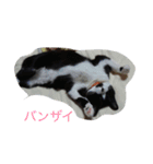 ナルミのネコ2（個別スタンプ：3）