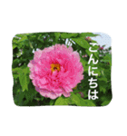 ふくちゃんの花シリーズ（個別スタンプ：2）