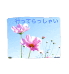 ふくちゃんの花シリーズ（個別スタンプ：12）