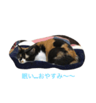 パンコ一族（個別スタンプ：5）