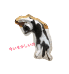 パンコ一族（個別スタンプ：12）
