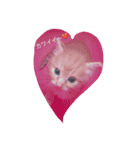 マイ ファニー キャッツ（個別スタンプ：1）
