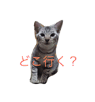 マイ ファニー キャッツ（個別スタンプ：2）