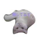 マイ ファニー キャッツ（個別スタンプ：3）