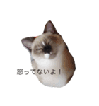 マイ ファニー キャッツ（個別スタンプ：4）