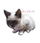 マイ ファニー キャッツ（個別スタンプ：5）