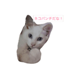 マイ ファニー キャッツ（個別スタンプ：6）
