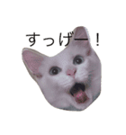 マイ ファニー キャッツ（個別スタンプ：9）