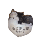 マイ ファニー キャッツ（個別スタンプ：10）