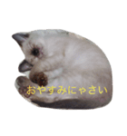 マイ ファニー キャッツ（個別スタンプ：13）