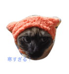 マイ ファニー キャッツ（個別スタンプ：15）