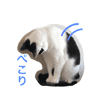 にことつぶ 日常使いのスタンプ（個別スタンプ：19）