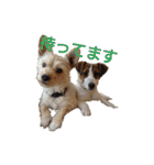 愛犬定春と神楽（個別スタンプ：29）
